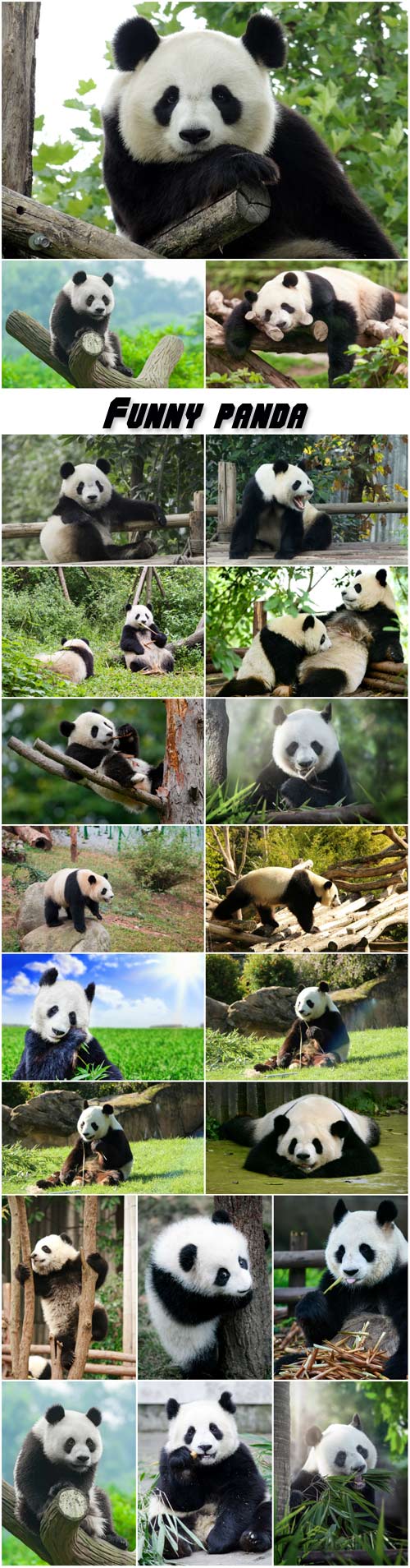 Funny panda, bear