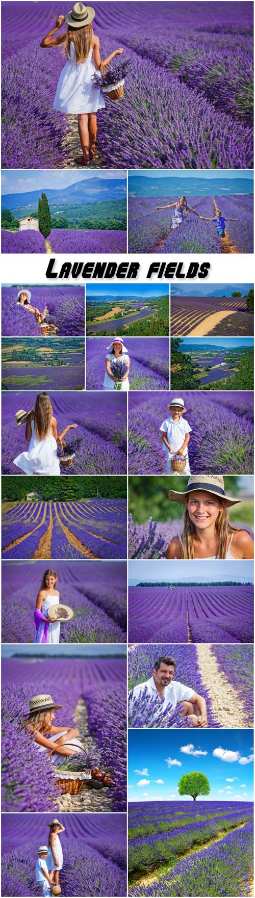 Lavender fields, people and nature