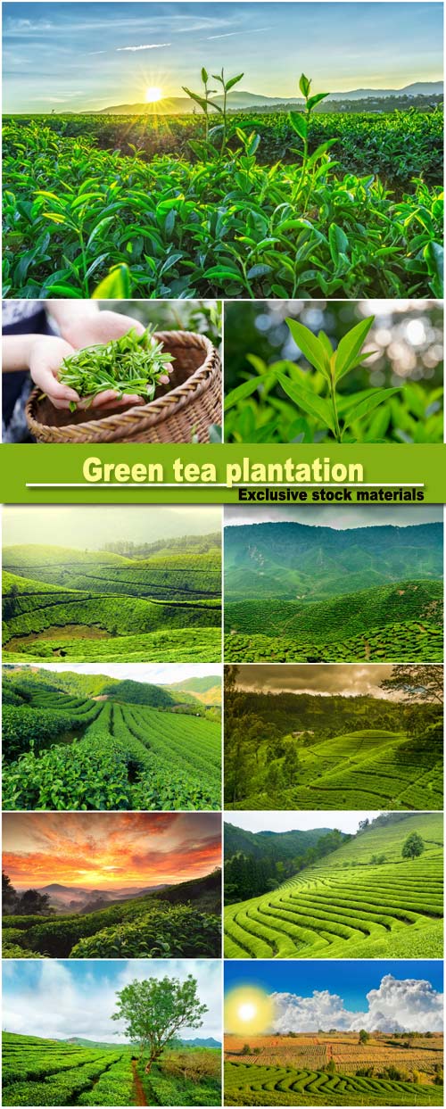 Green tea plantation, Sri Lanka, South Korea