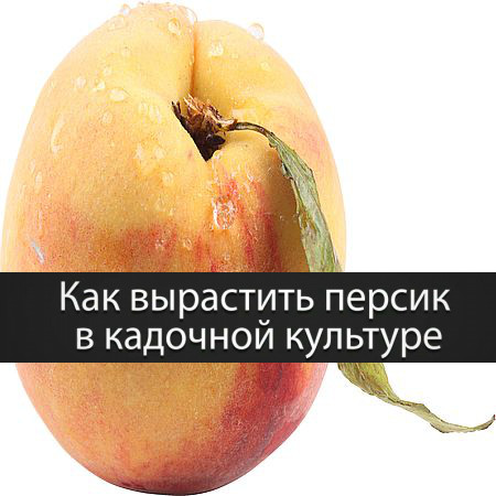 Как вырастить персик в кадочной культуре (2016) WEBRip